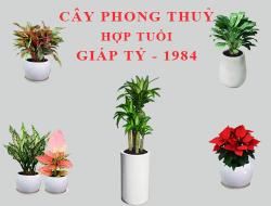 Tuổi Giáp Tý hợp cây gì, trồng cây gì theo phong thuỷ?