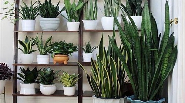Người tuổi Tuất nên trồng cây gì cho hợp phong thủy?