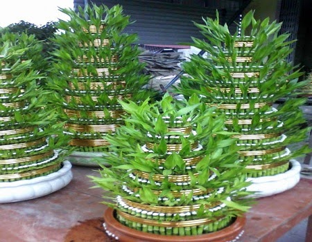 Cây phát lộc biểu tượng của sự may mắn
