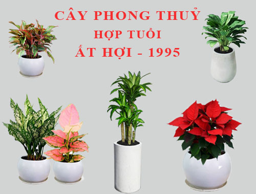 Tuổi Ất Hợi hợp cây gì, trồng cây gì theo phong thuỷ?
