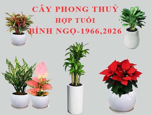 Tuổi Bính Ngọ hợp cây gì, trồng cây gì theo phong thuỷ?