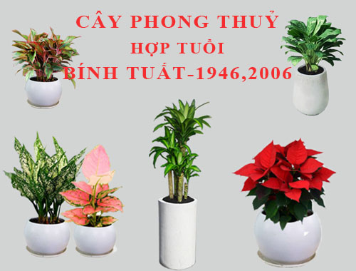 Tuổi Bính Tuất hợp cây gì, trồng cây gì theo phong thuỷ?