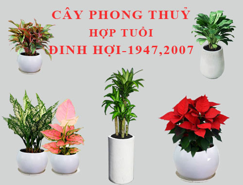 Tuổi Đinh Hợi hợp cây gì, trồng cây gì theo phong thuỷ?