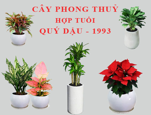 Tuổi Quý Dậu hợp cây gì, trồng cây gì theo phong thuỷ?