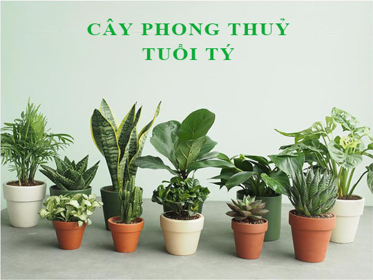 Tuổi Tý hợp với cây gì theo phong thuỷ