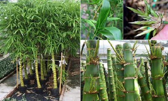 Để một trong năm loài cây này trước cửa, gia đình sẽ tránh được hầu hết vận xui